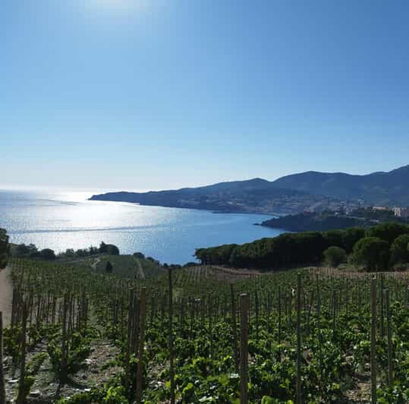 Billet Banyuls-sur-Mer : visite des vignes du domaine, de la cave et dégustation