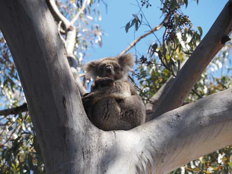 Billet Île Kangourou : visite privée de 2 jours en 4x4 avec guide particulier