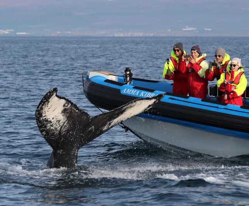 Billet Húsavík : Safari original aux grandes baleines et bateau à moteur pour les macareux