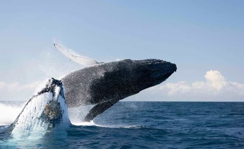 Billet Gold Coast/Coolangatta : observation des baleines avec un biologiste marin