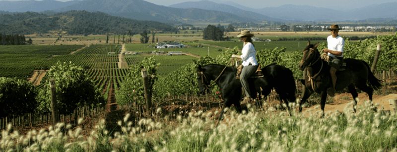 Billet Ensenada : Randonnée à cheval dans les vignobles