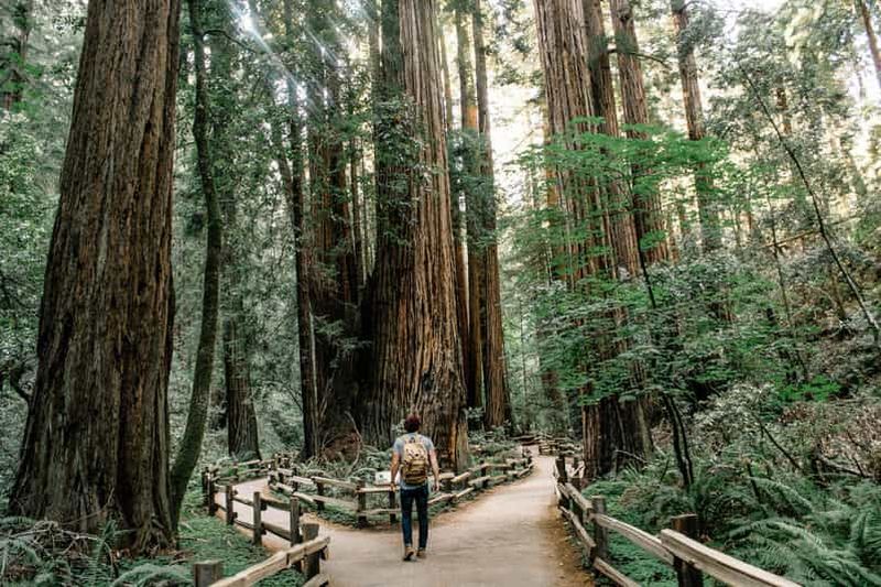 Billet San Francisco : excursion d'une demi-journée à Muir Woods et Sausalito