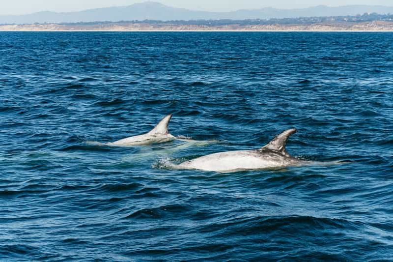 Billet Baie de Monterey : Observation des baleines