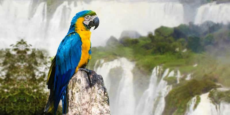 Billet Puerto Iguazu : Visite des chutes d'Iguaza, du côté brésilien et du parc ornithologique