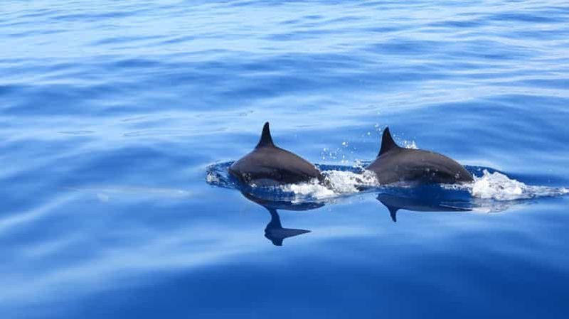 Billet Martinique: observation des dauphins et snorkeling