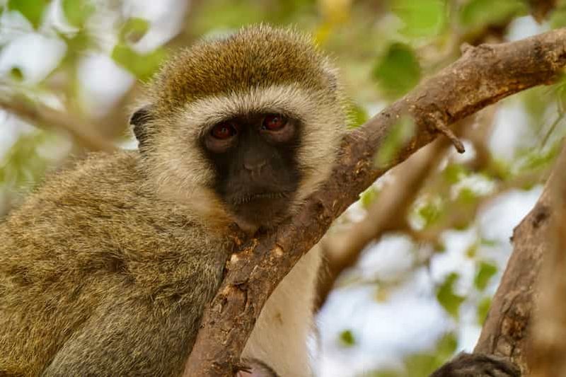 Billet Zanzibar : safari de 4 jours dans le Tarangire, le Serengeti et le Ngorongoro