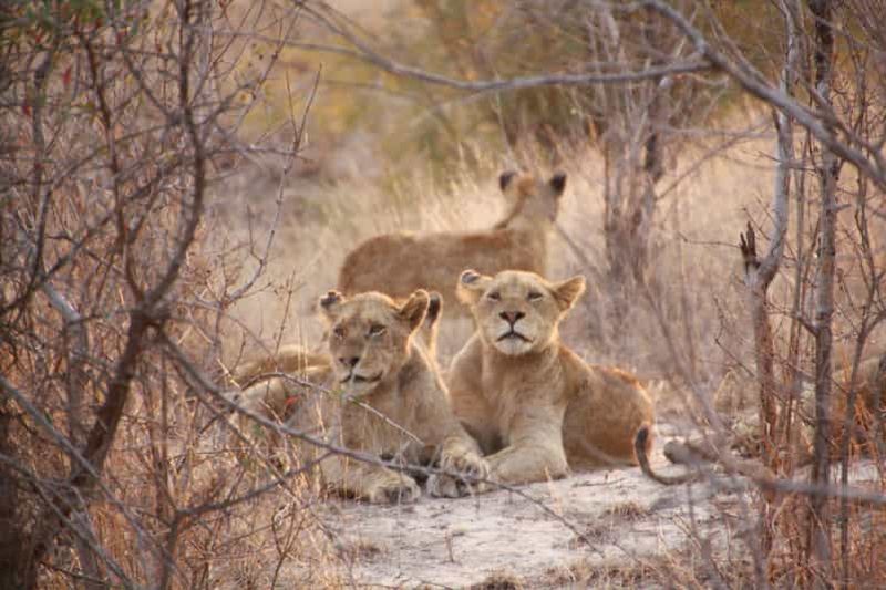 Billet Sasan Gir : Safari dans le parc Devalia avec accès direct à la file d'attente