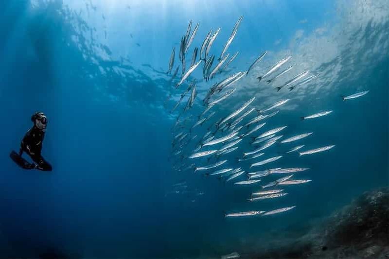 Billet Sorrente : Excursion matinale de plongée en apnée avec un biologiste marin.