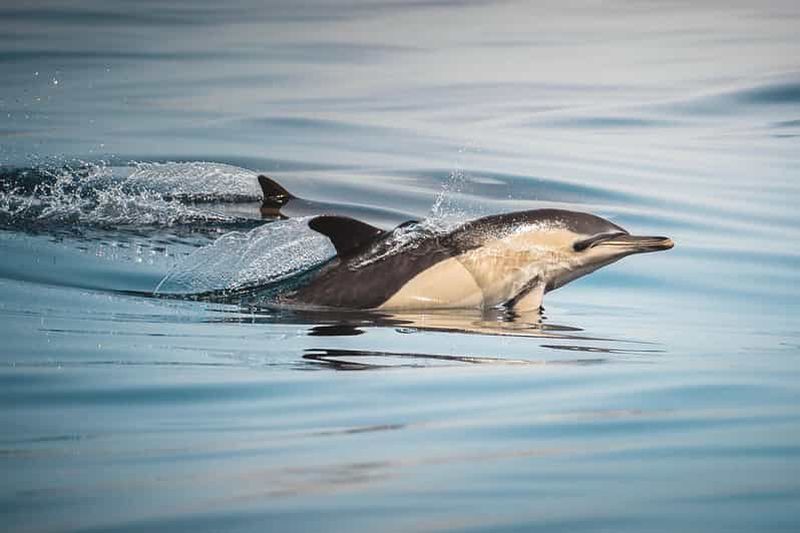Billet Algeciras : Observation des dauphins et des baleines en petits groupes
