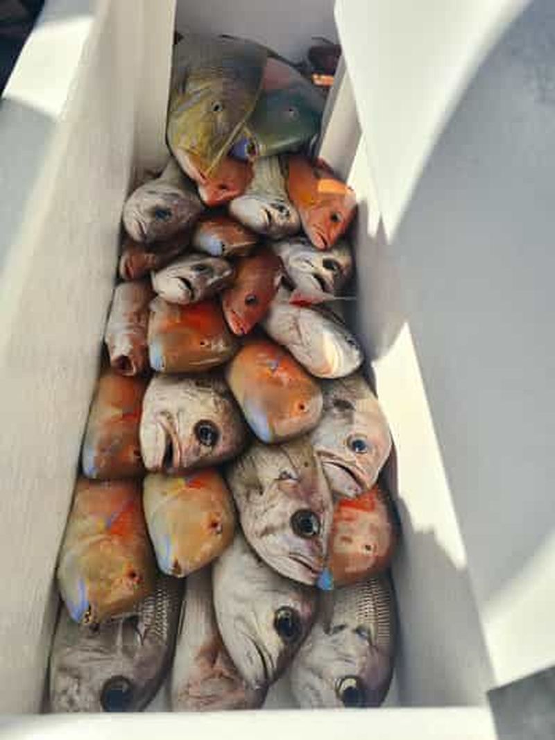 Billet Sunshine Coast : Charters de pêche