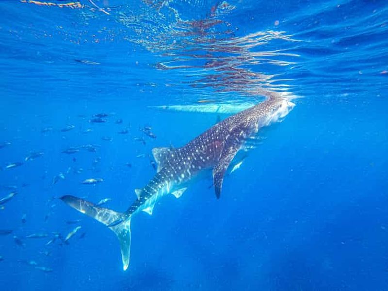 Billet Cebu : plongée avec masque et tuba pour les requins-baleines et canyoning à Kawasan