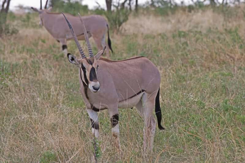 Billet Safari de 3 jours dans le Samburu : faune, oiseaux et expérience culturelle