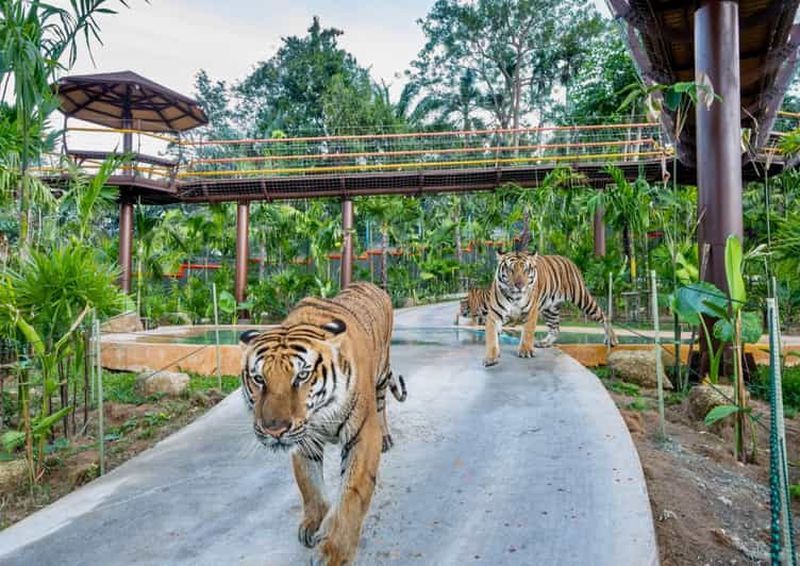 Billet Phuket : visite guidée en quad, repas des éléphants et ville