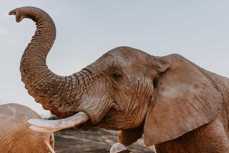 Billet Le Cap : circuit de 2 jours à la découverte de la faune sauvage avec safaris et séjour de luxe