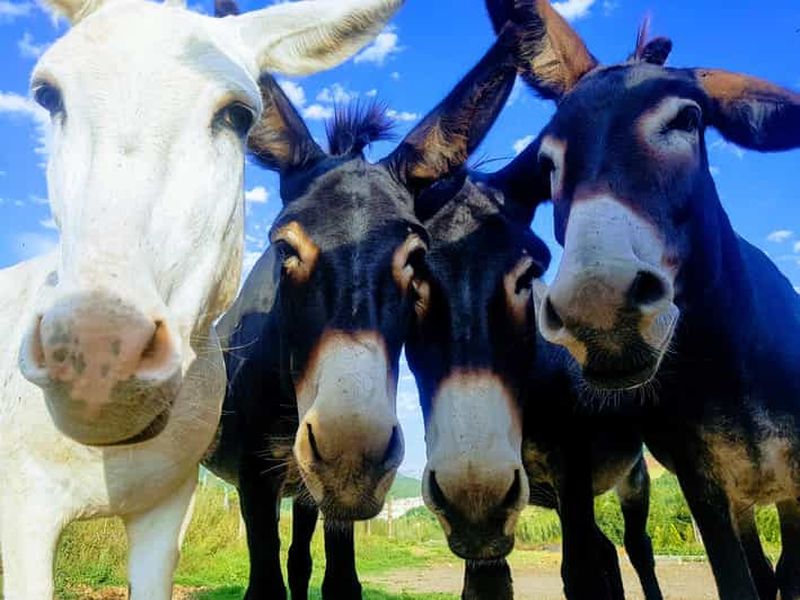 Billet Monts Sibyllins : Randonnée autonome avec des ânes à la découverte de la Valnerina