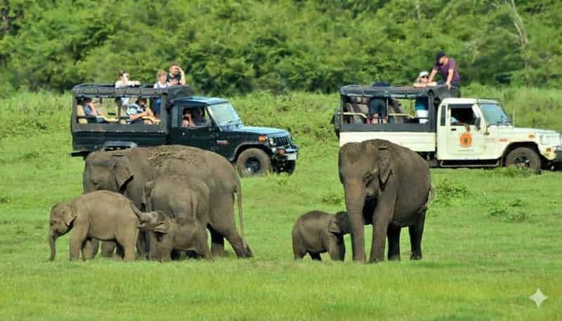 Billet Safari privé des éléphants sauvages dans le parc national de Minneriya