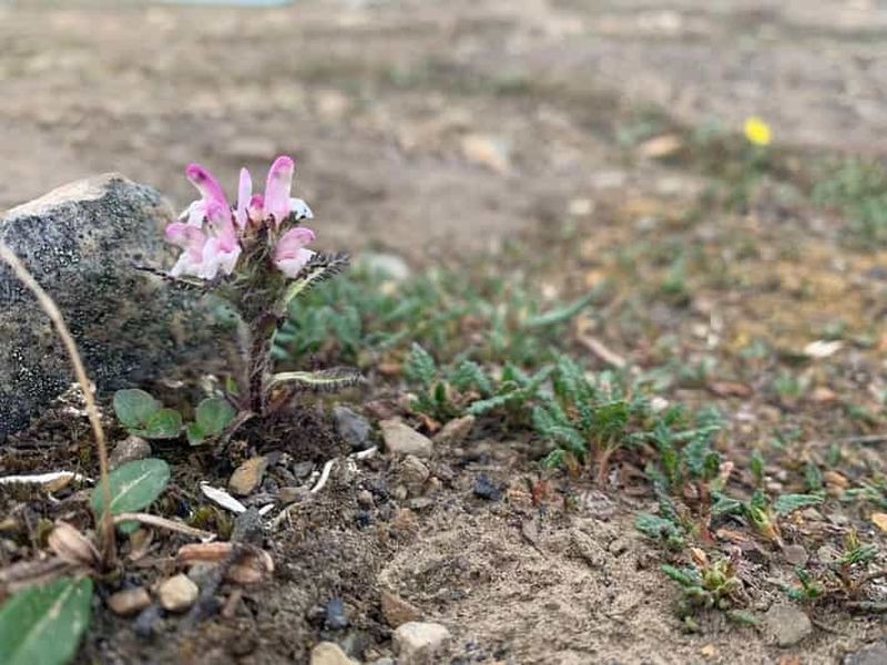 Billet Longyearbyen : randonnée guidée à Blomsterdalshøgda
