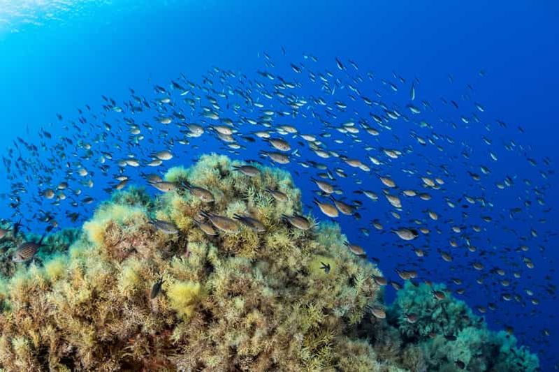 Billet Marseille : Snorkeling et Balade en bateau
