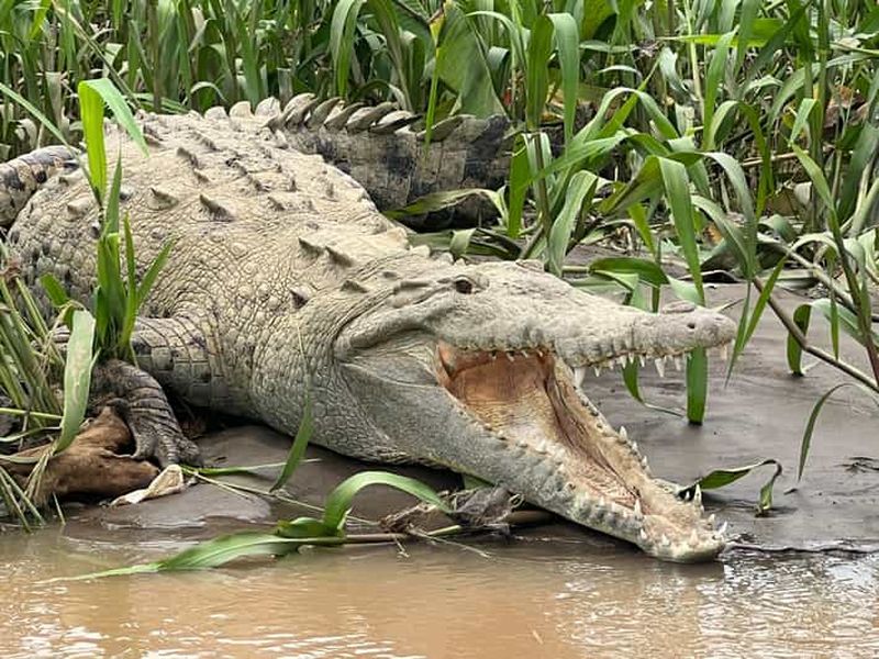 Billet Rivière Tarcoles : Safari dans la jungle pour observer les crocodiles et les oiseaux