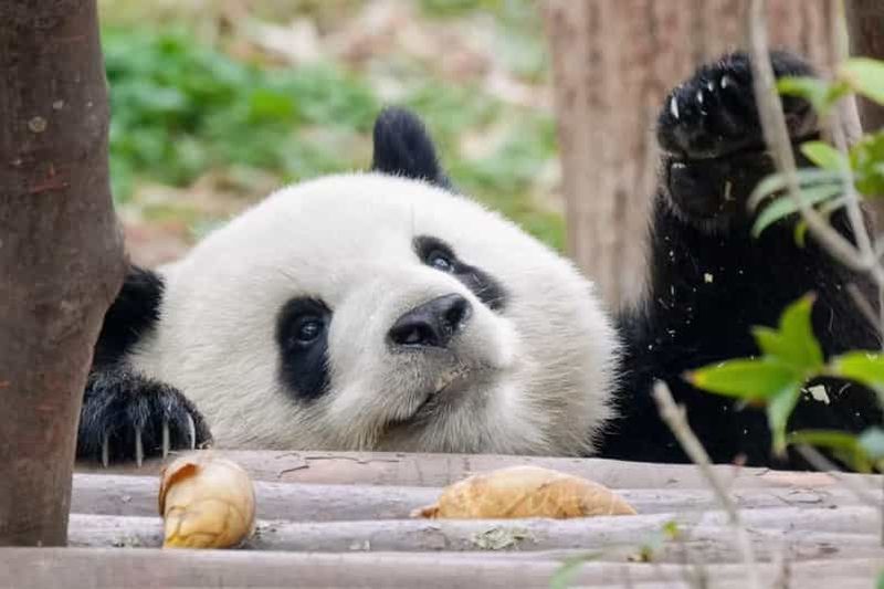 Billet Chengdu : Base des pandas, musée de la cuisine du Sichuan et cours de cuisine
