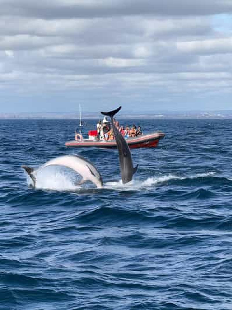 Billet Albufeira : croisière d'observation des dauphins et de la grotte de Benagil
