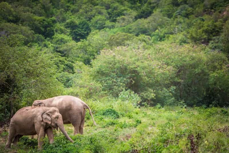 Billet Koh Samui : Visite du sanctuaire des éléphants avec déjeuner buffet