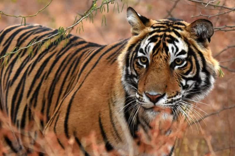 Billet Depuis Jaipur : Excursion d'une journée au safari des tigres de Ranthambore