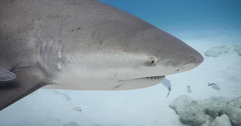 Billet Playa del Carmen : Rencontre avec un requin taureau