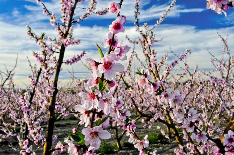 Billet Mula : visite à vélo des incroyables champs de fleurs
