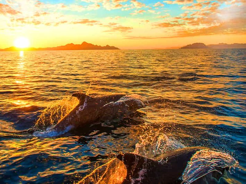 Billet Pula : croisière d'observation des dauphins et de la faune des îles Brijuni