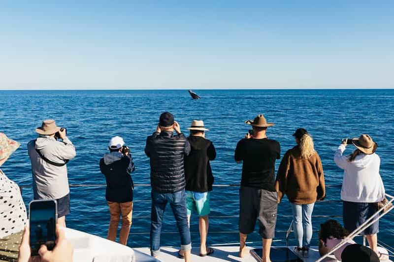 Billet Hervey Bay : Observation exclusive des baleines
