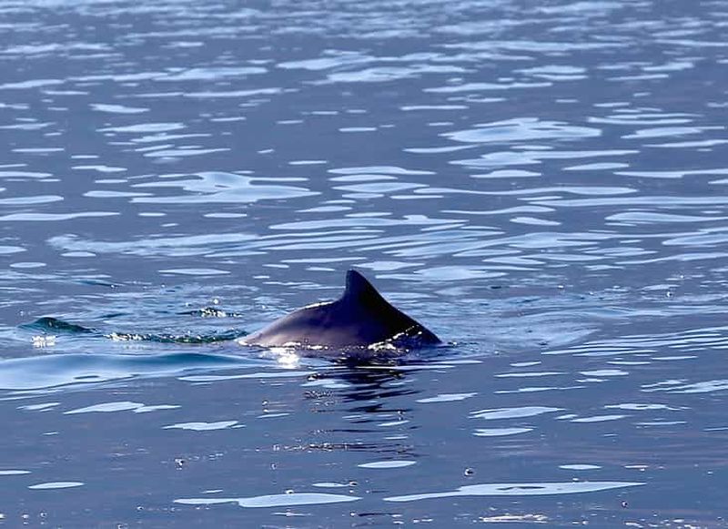 Billet Au départ de Khasab : Croisière en boutre dans les fjords de Musandam et déjeuner buffet