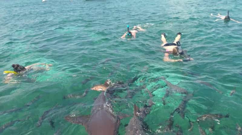 Billet San Pedro : excursion de plongée avec masque et tuba à Hol Chan et dans l'allée des requins