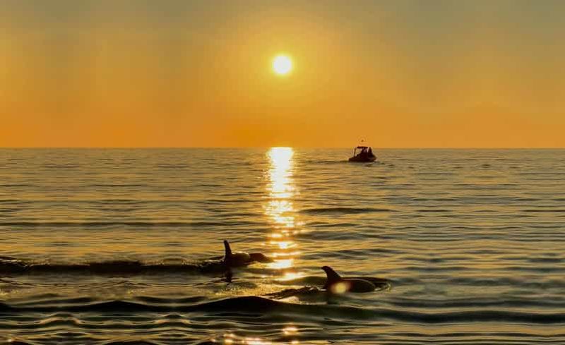 Billet Alcudia : observation des dauphins au lever du soleil en hors-bord