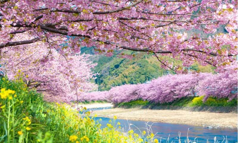 Billet Tokyo : excursion en petit groupe aux cerisiers en fleurs et aux onsen de Kawazu