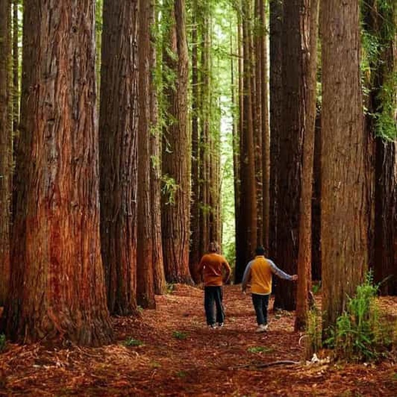 Billet Melbourne : excursion d'une journée dans la vallée de Yarra, vin et cueillette de cerises
