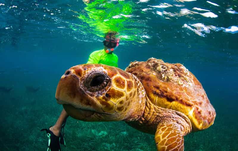 Billet Plongée en apnée avec des raies, des requins et des tortues sur une île tropicale