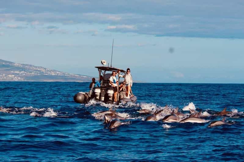 Billet Saint Gilles : Safari dauphins, baleines et tortues
