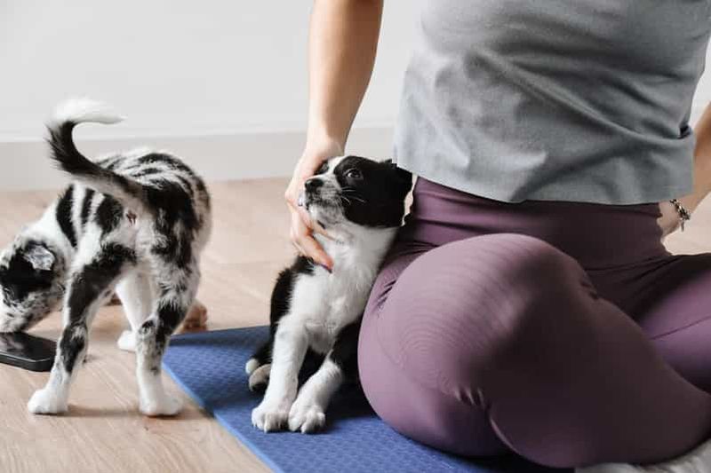 Billet Athènes : cours de yoga avec des chiots