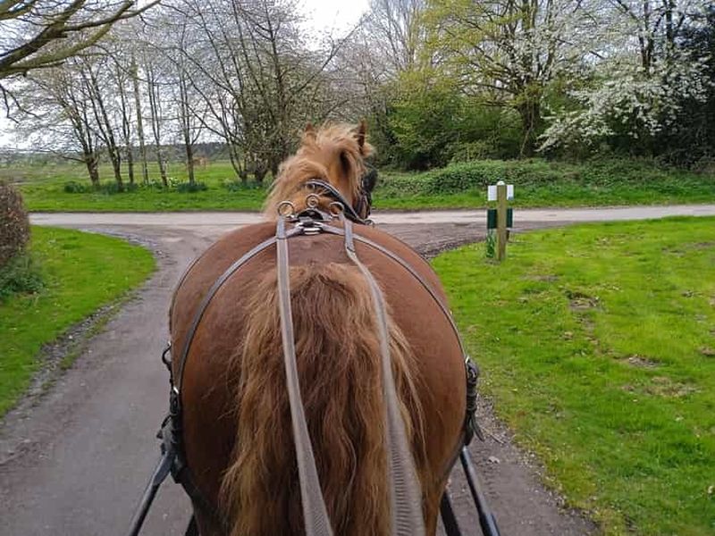 Billet York : Promenade en calèche et thé à la crème