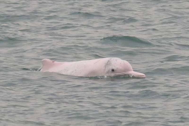 Billet Île de Lantau : observation des dauphins roses depuis Hong Kong