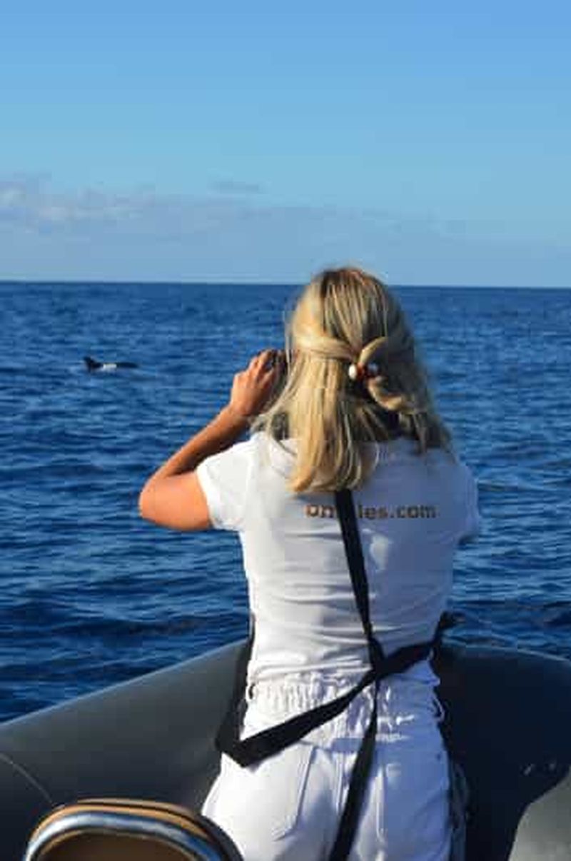 Billet Calheta : Visite en petit groupe d'observation des baleines et des dauphins