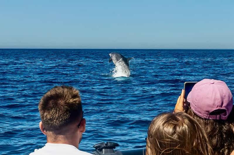 Billet Sesimbra : Observation des dauphins avec un biologiste marin