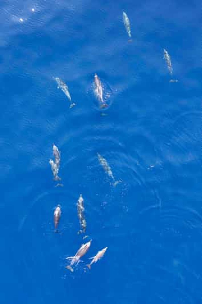 Billet Saint Raphaël: Rencontre avec les dauphins