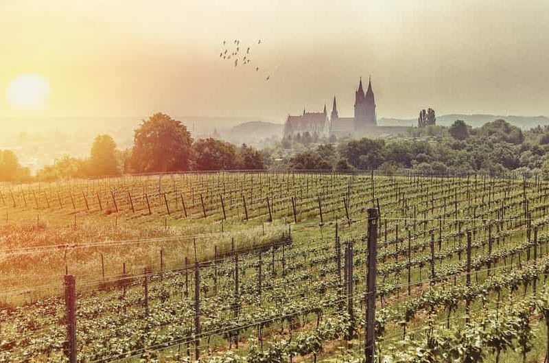 Billet Meissen : randonnée viticole au domaine de Rothes, dégustation de 3 vins comprise