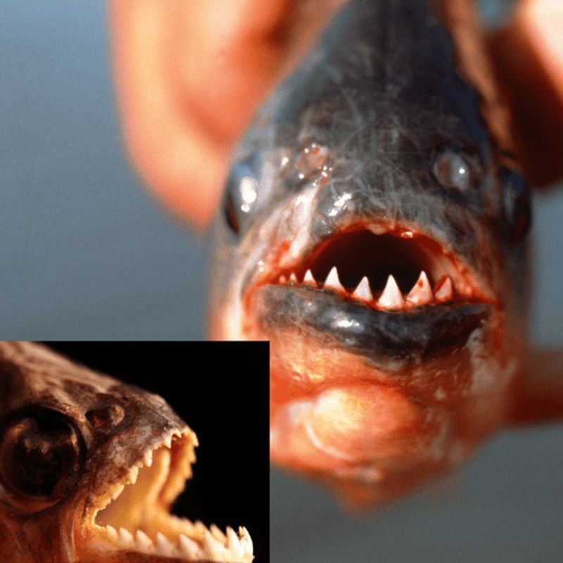 Billet Manaus : Pêche au piranha