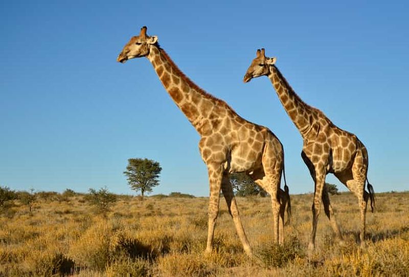 Billet Depuis Durban : excursion safari d'une demi-journée