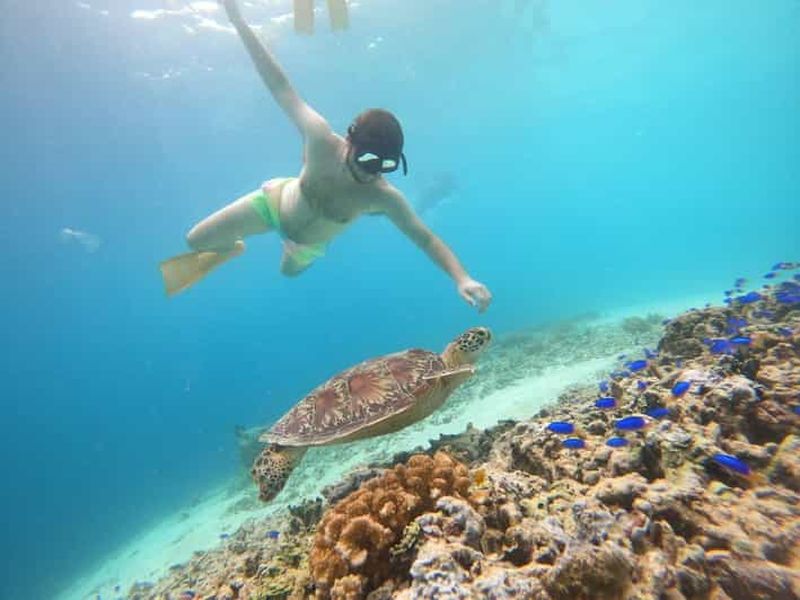 Billet Île de Gili T : Gili Snorkeling excursion d'une journée Nager avec les tortues