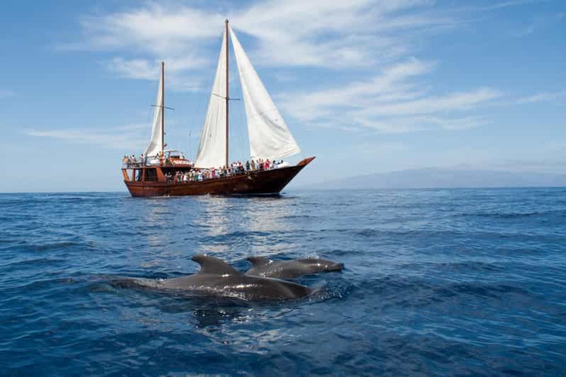 Billet Adeje : observation de baleines, déjeuner et baignade à Los Gigantes