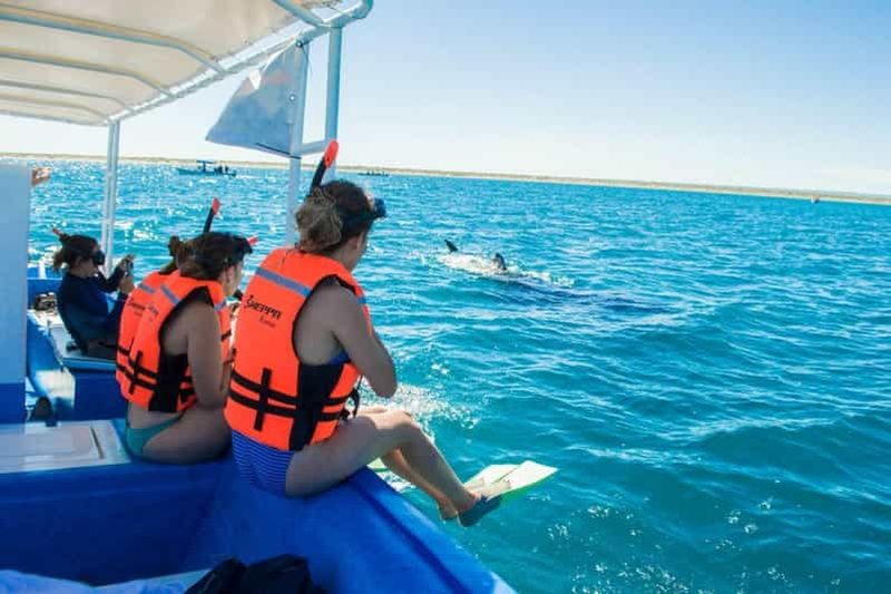 Billet La Paz : Excursion de plongée avec masque et tuba pour les requins-baleines